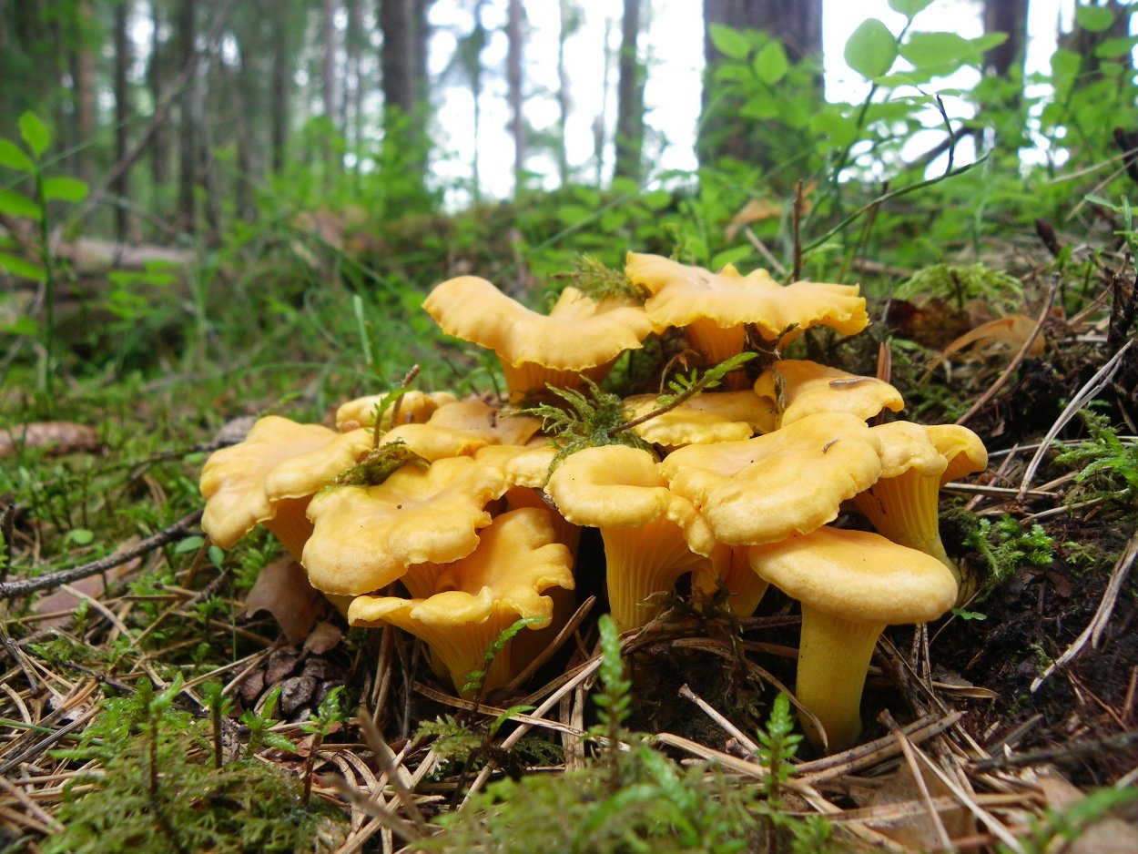 Грибы лисички, опята