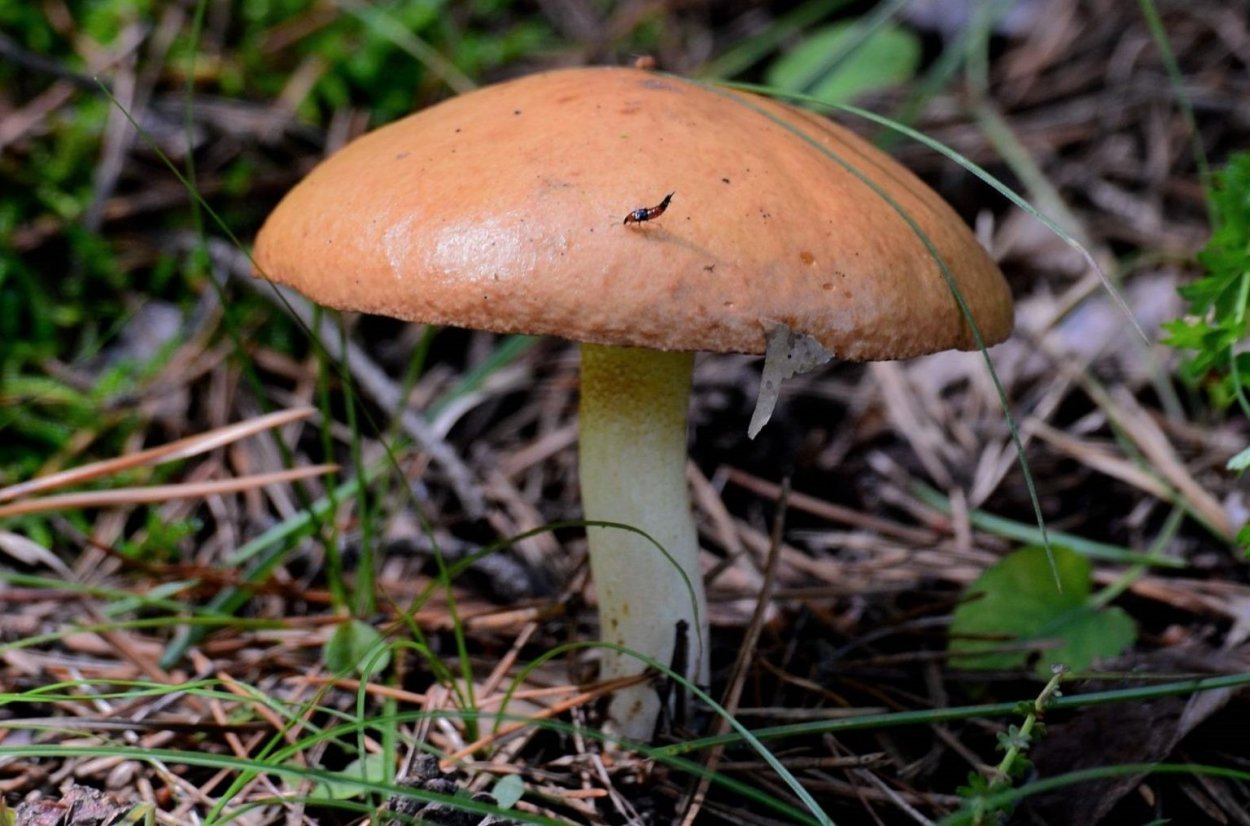 23. Suillus granulatus – маслёнок зернистый
