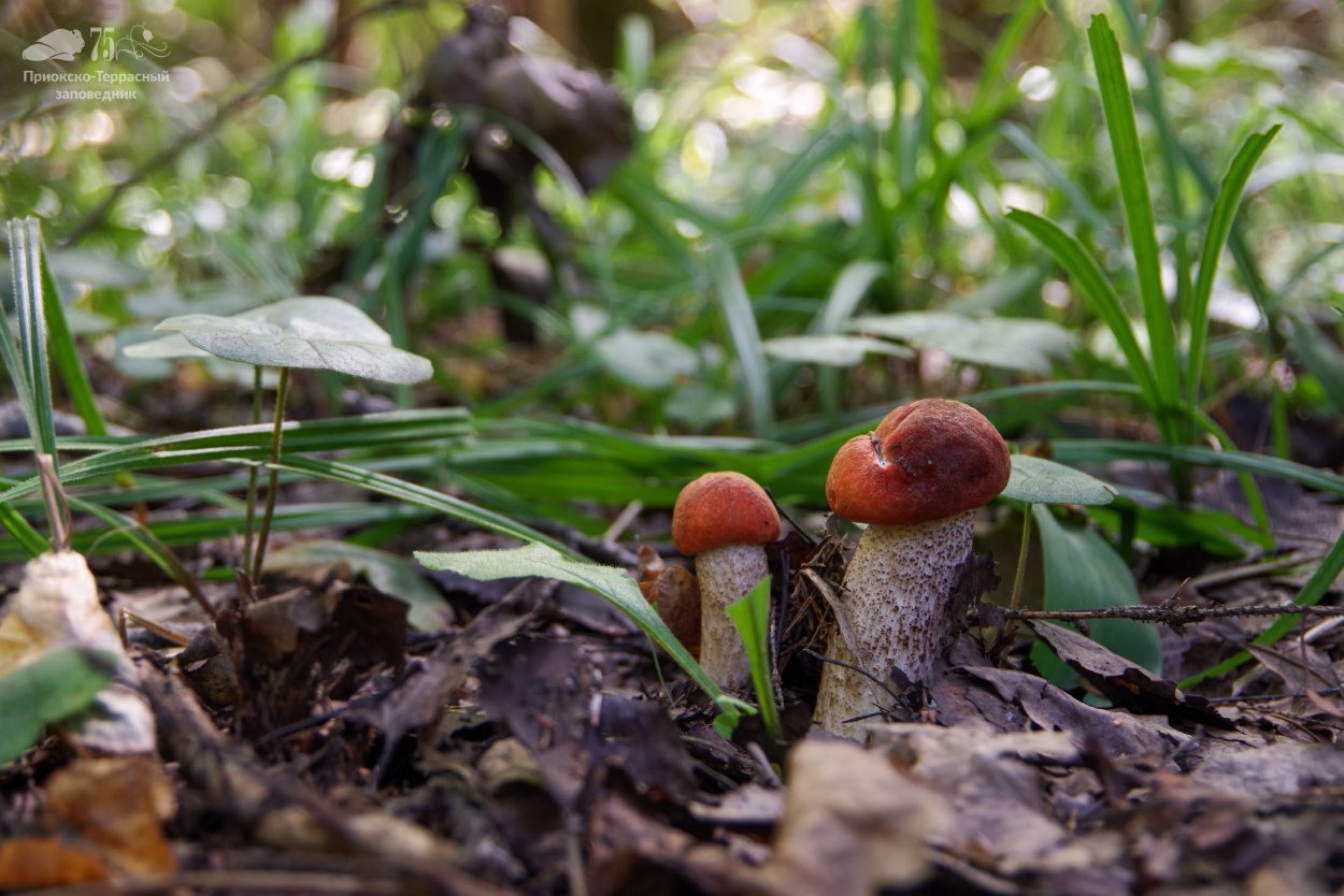 Приокско-Террасный заповедник грибы
