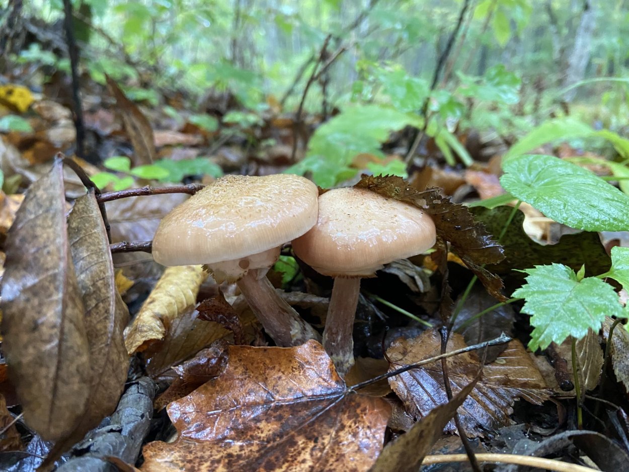 Грибы Адыгеи