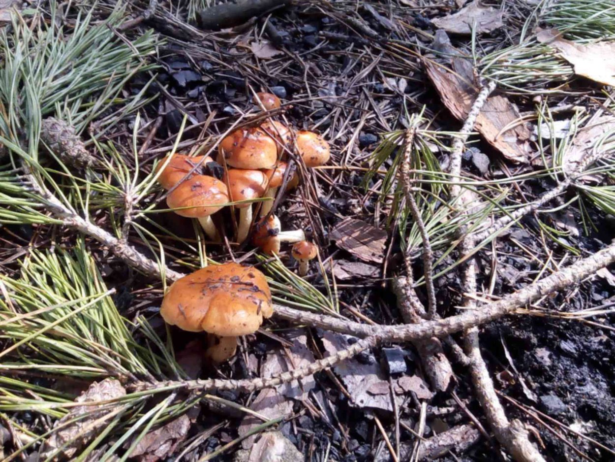 Приморский осенний опенок опёнок