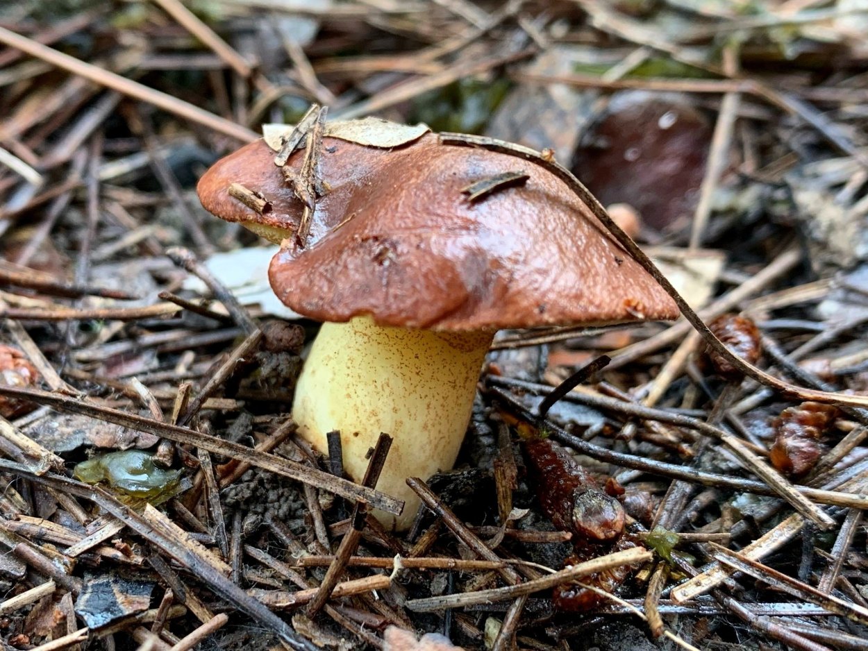 Грибы Краснодарский край маслята