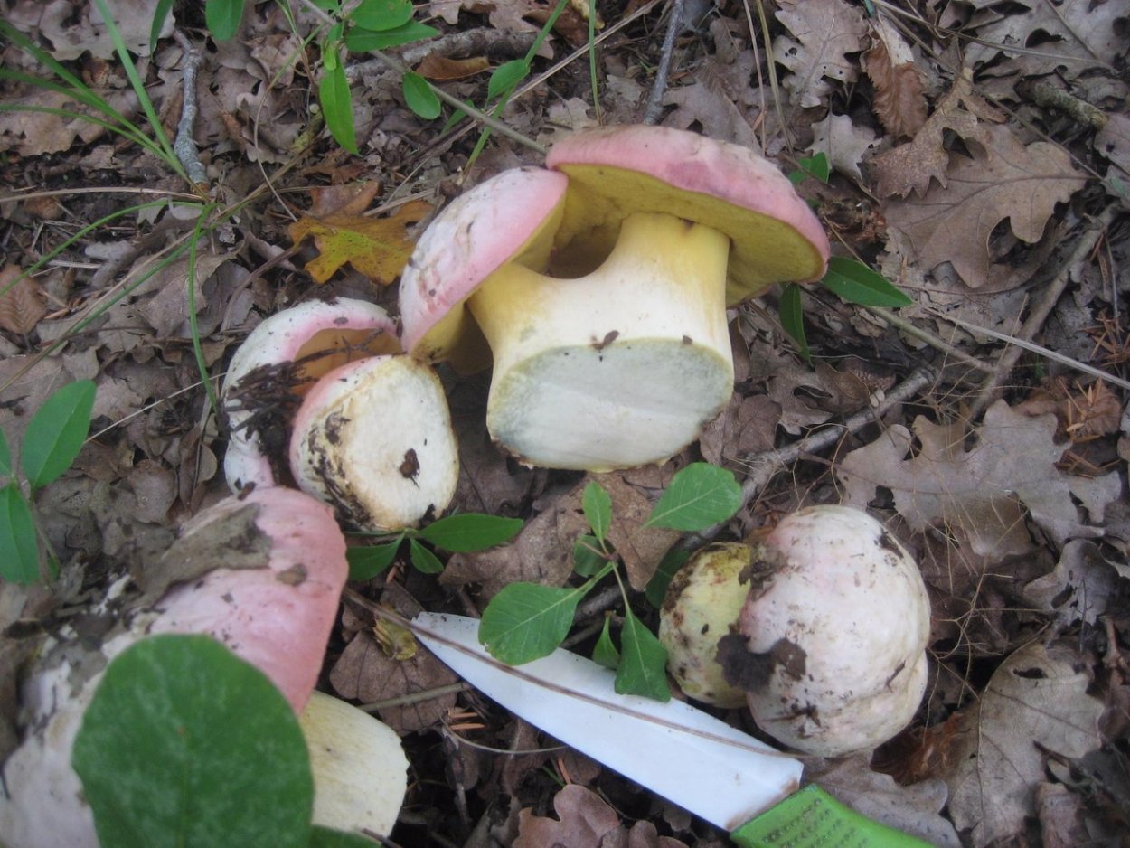 Белый гриб в Краснодарском крае