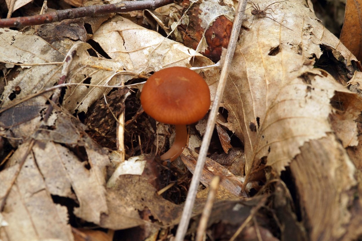 Осенние грибы Краснодарского края