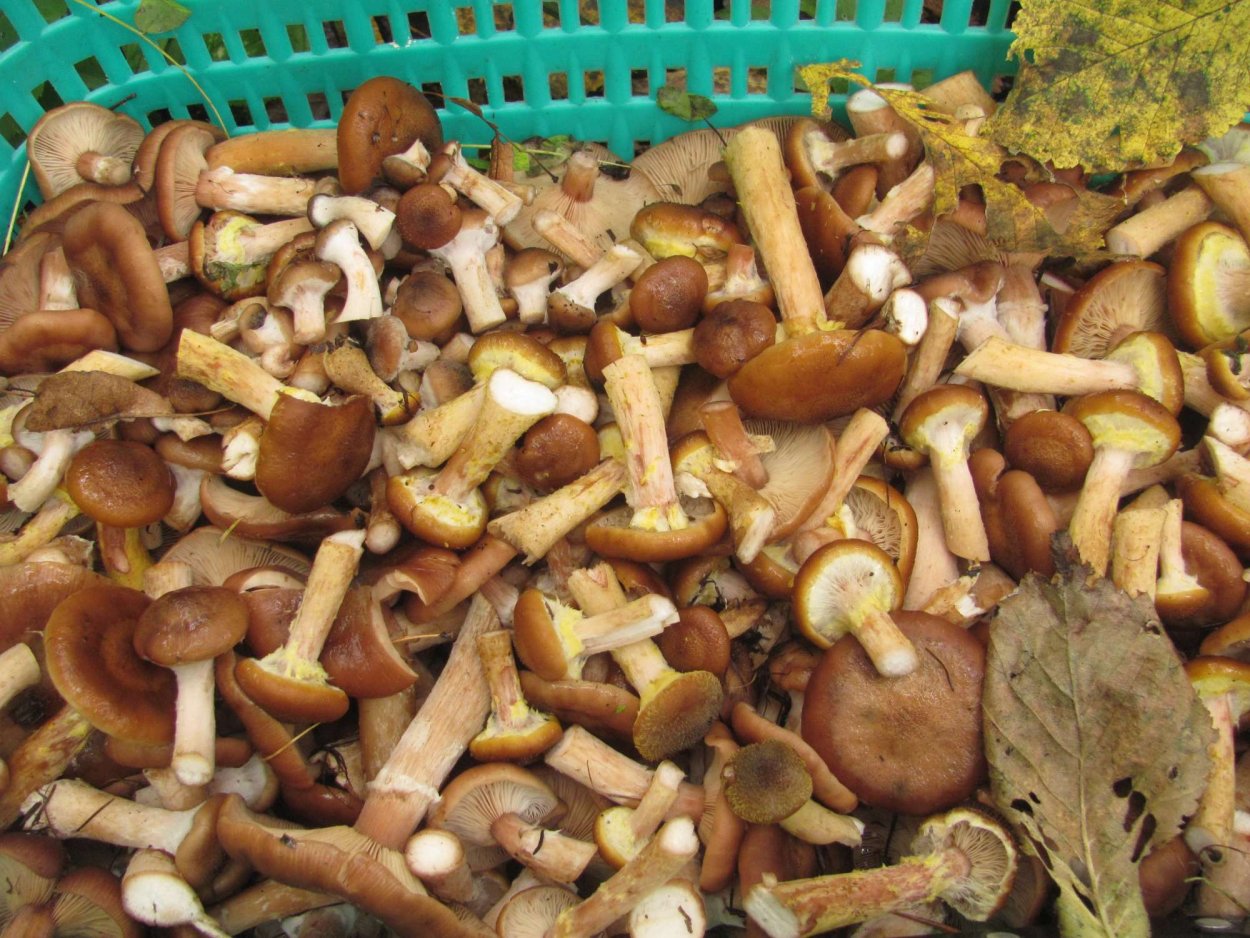 Грибы Ямала маслята