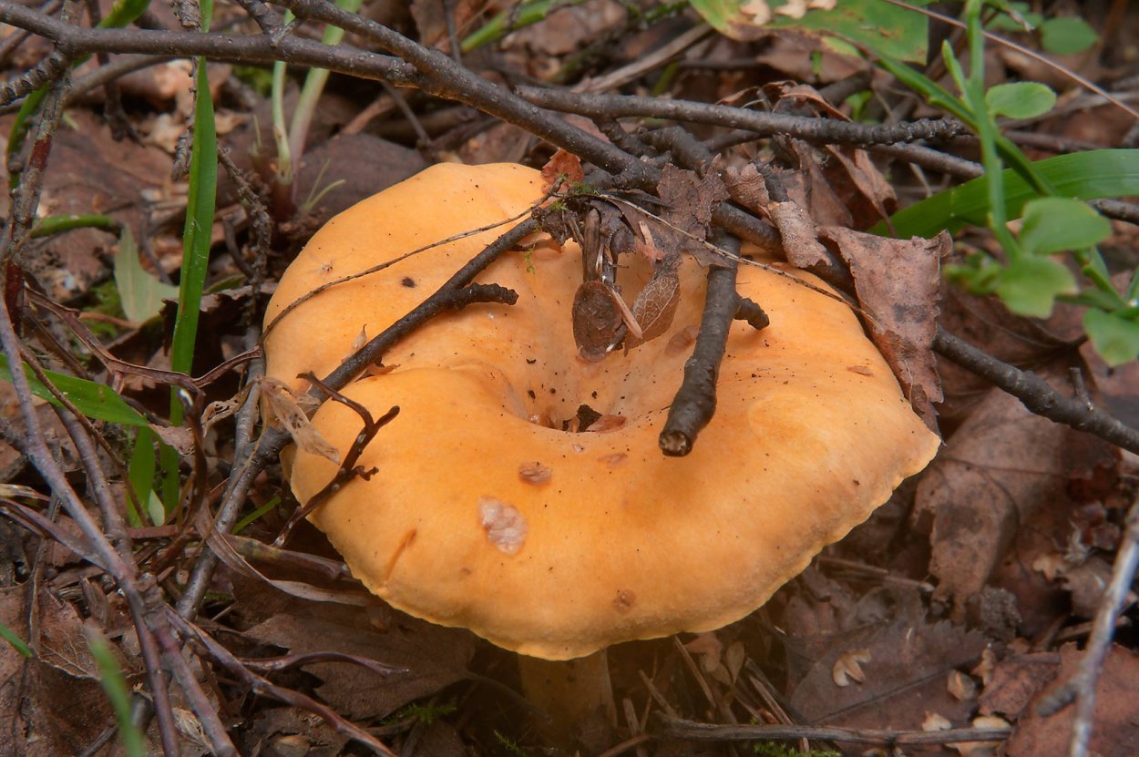 Грибы лисички Приморский край