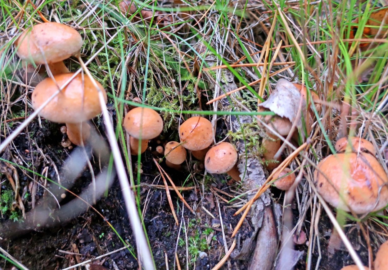 Маслята козлята грибы