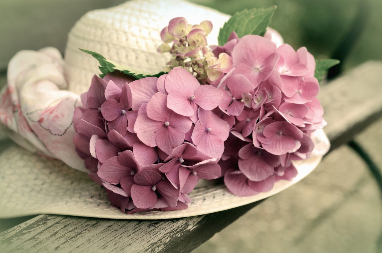 Гортензия Верена розовая