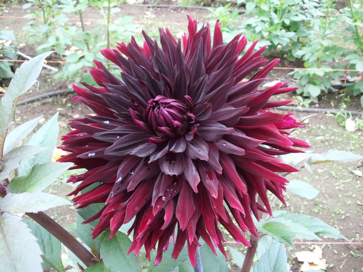 Георгина Блэк Визард