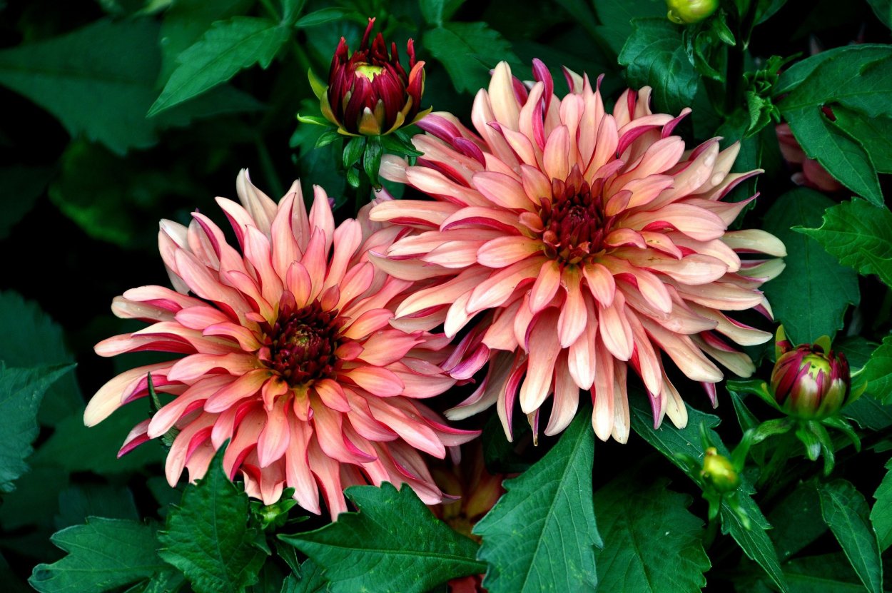 Черный георгин цветок