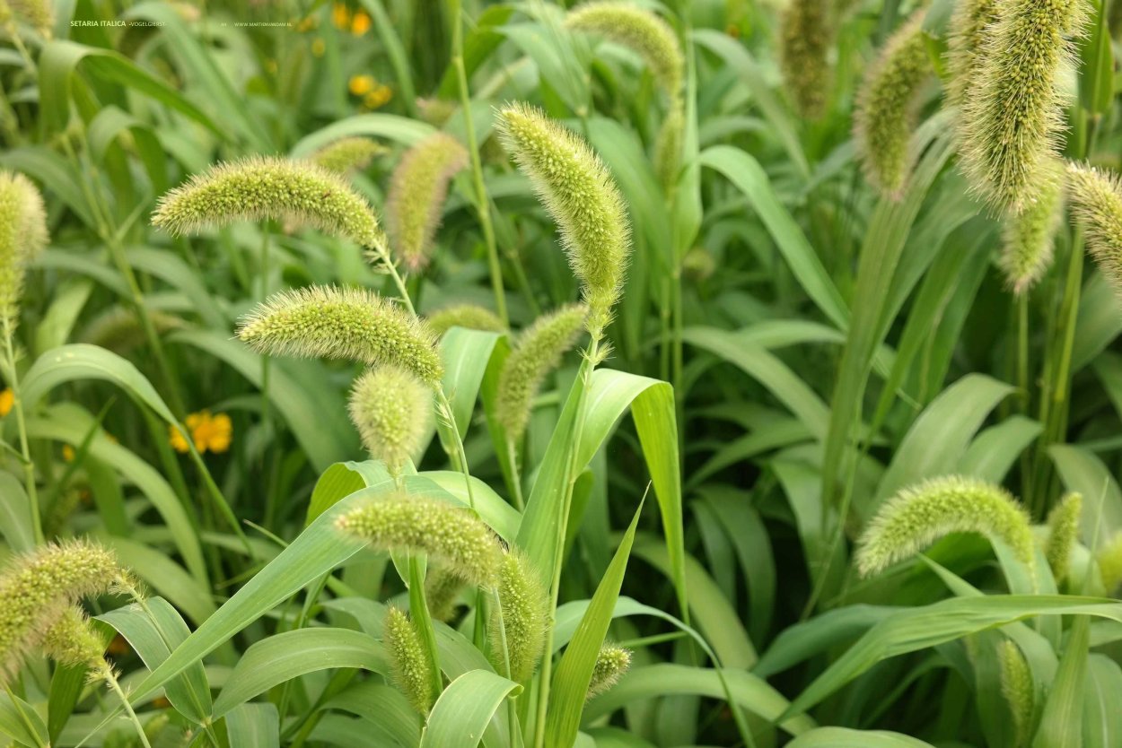 Сетария чумиза