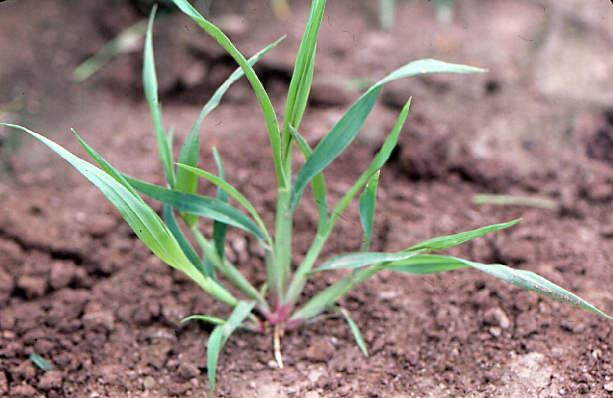 Щетинник сизый сорняк