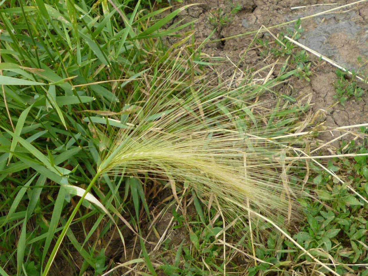 Ячмень ковыль щетинник