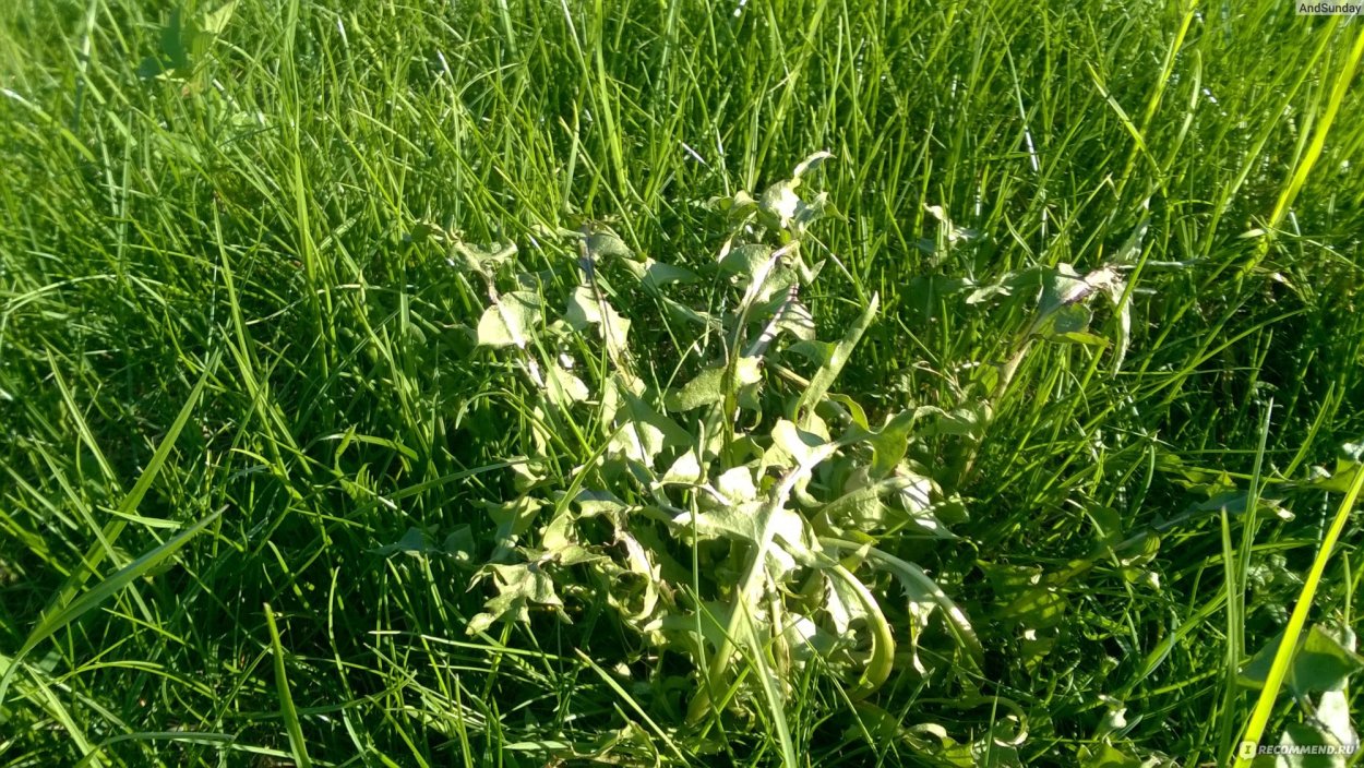 Многолетние Однодольные сорняки