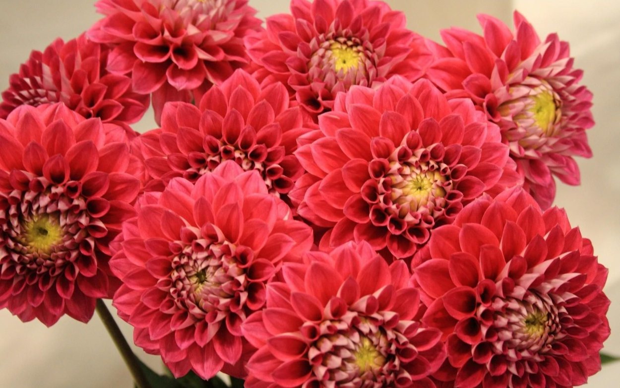 Георгин Блэк Бьюти