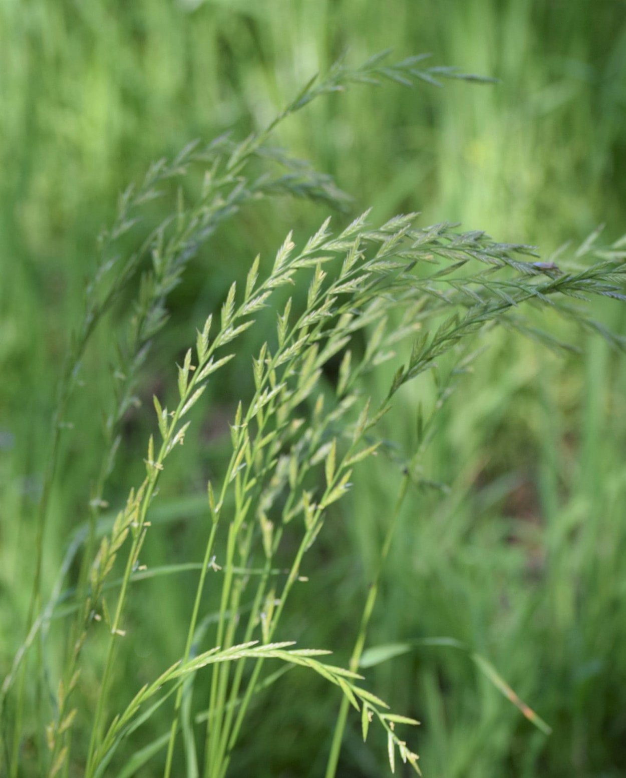 Райграс пастбищный