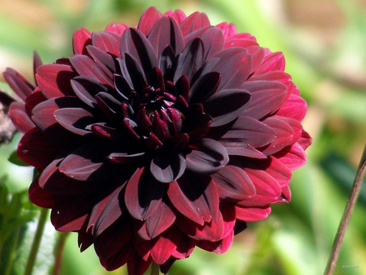 Георгин Блэк Визард