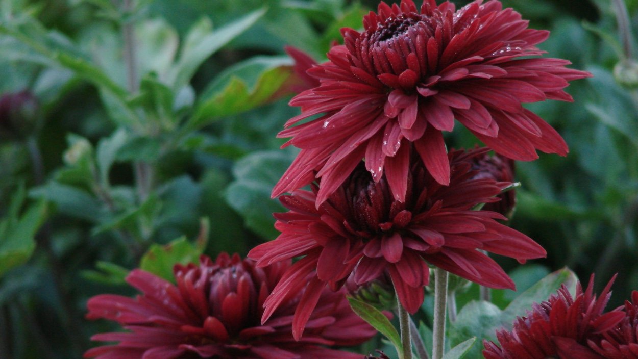 Георгин крапчатый Бристоль