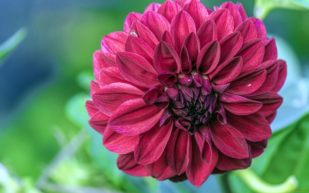 Георгины с красной листвой