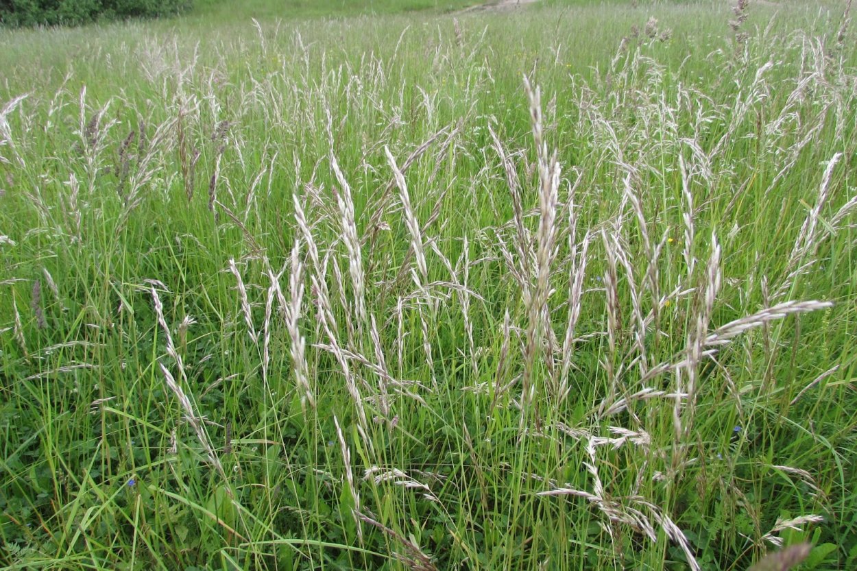 Овсяница Луговая