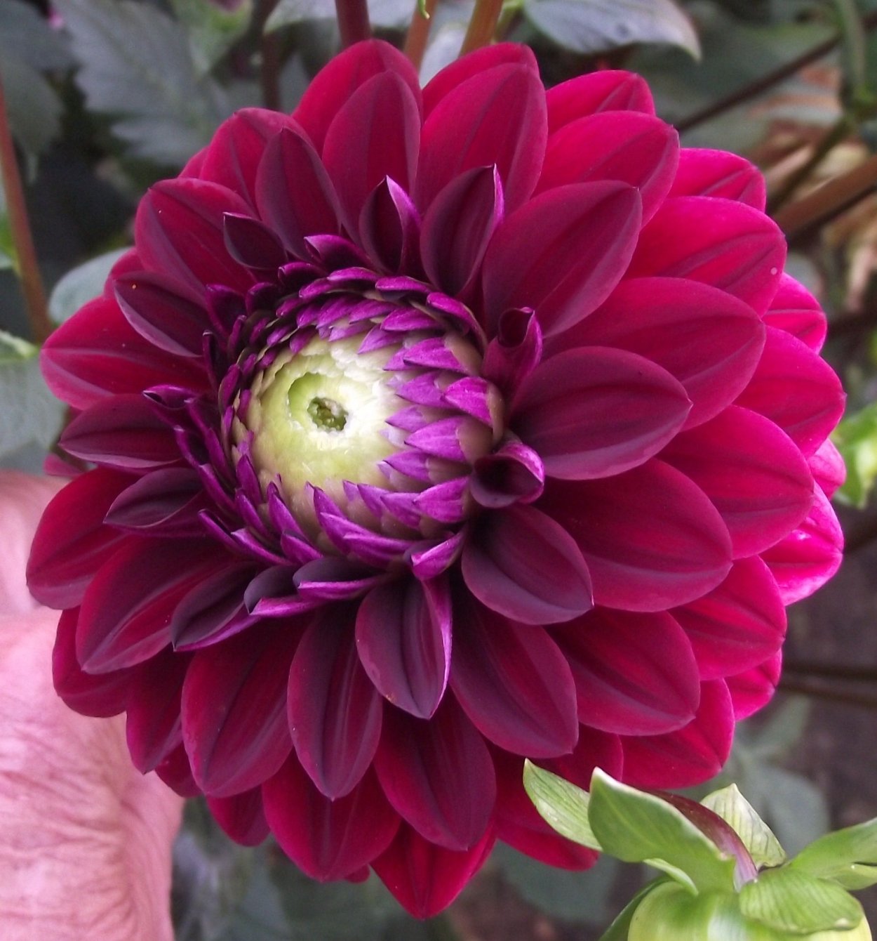 Георгина Лесото