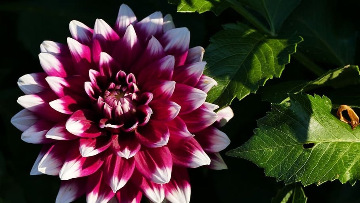 Георгины Блэк Беаути