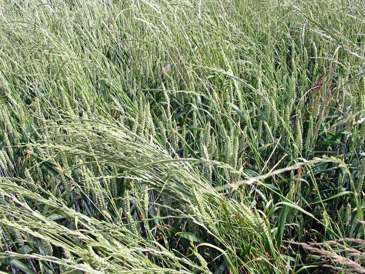 Пырей ползучий Agropyron repens