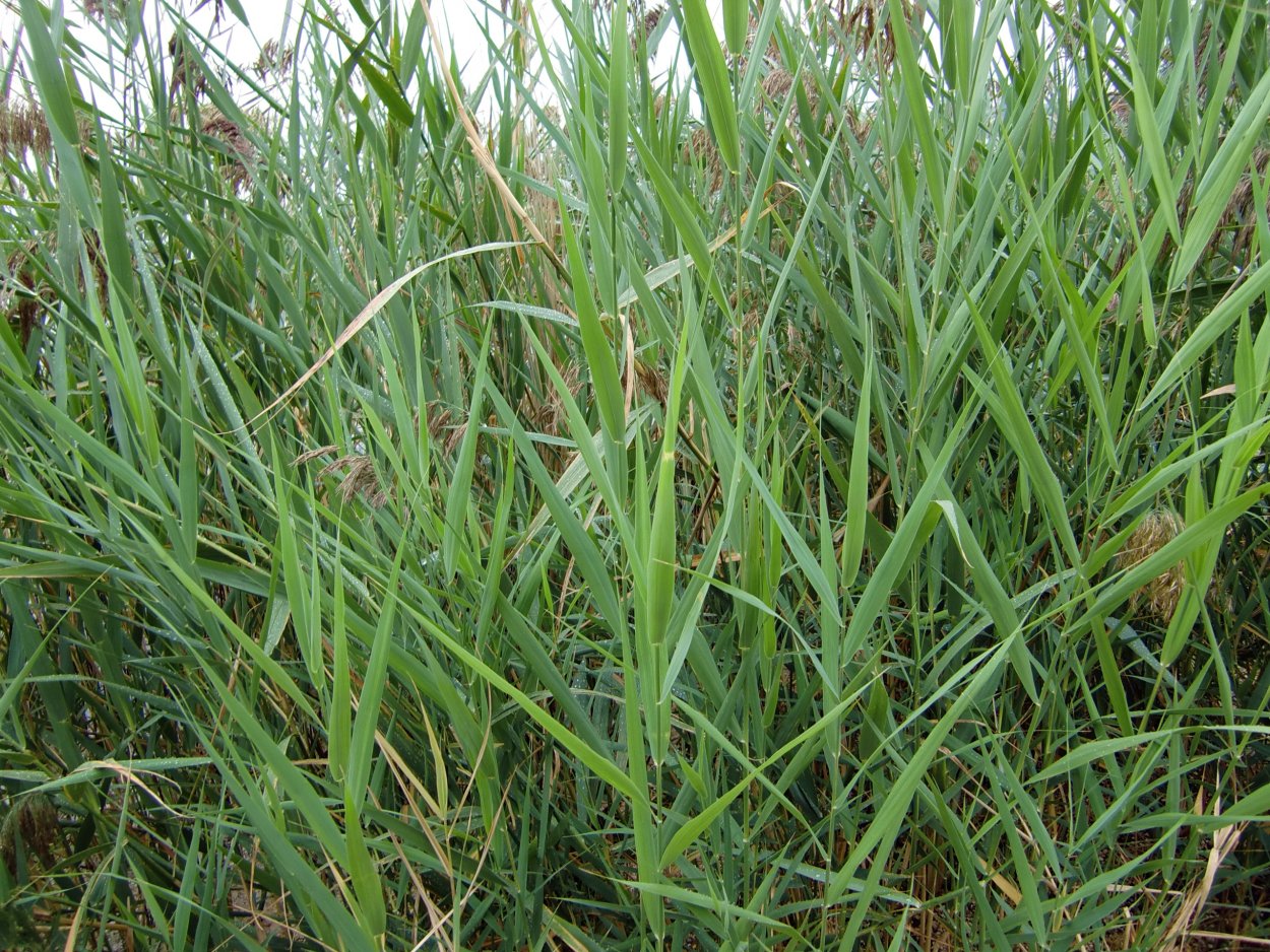 Ситник полевой сорняк