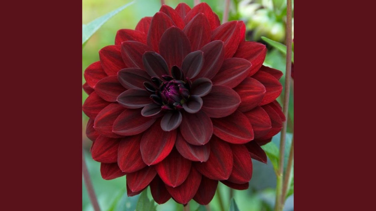 Георгин Karma choc