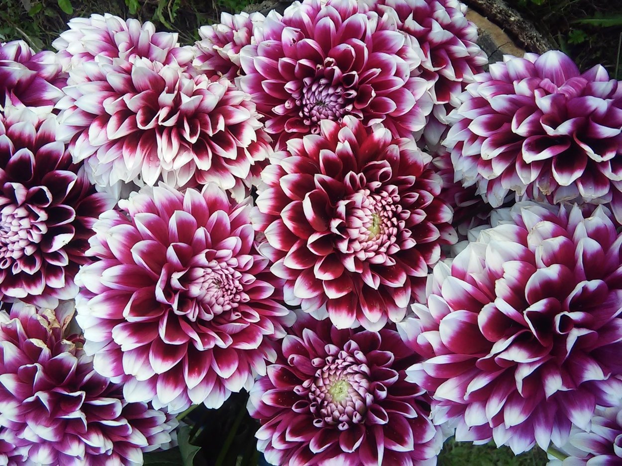 Королевские георгины