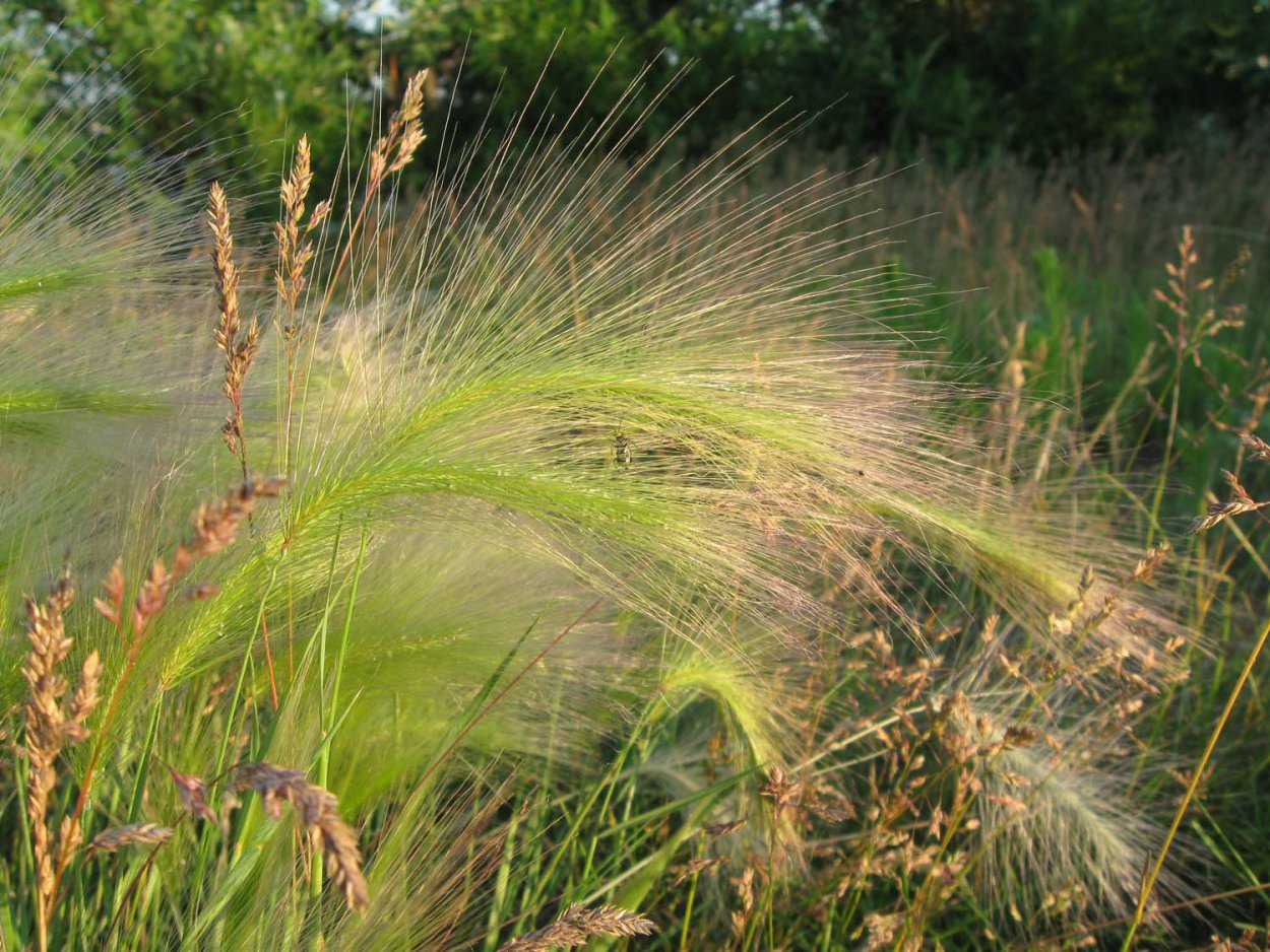 Ячмень гривастый (Hordeum jubatum)