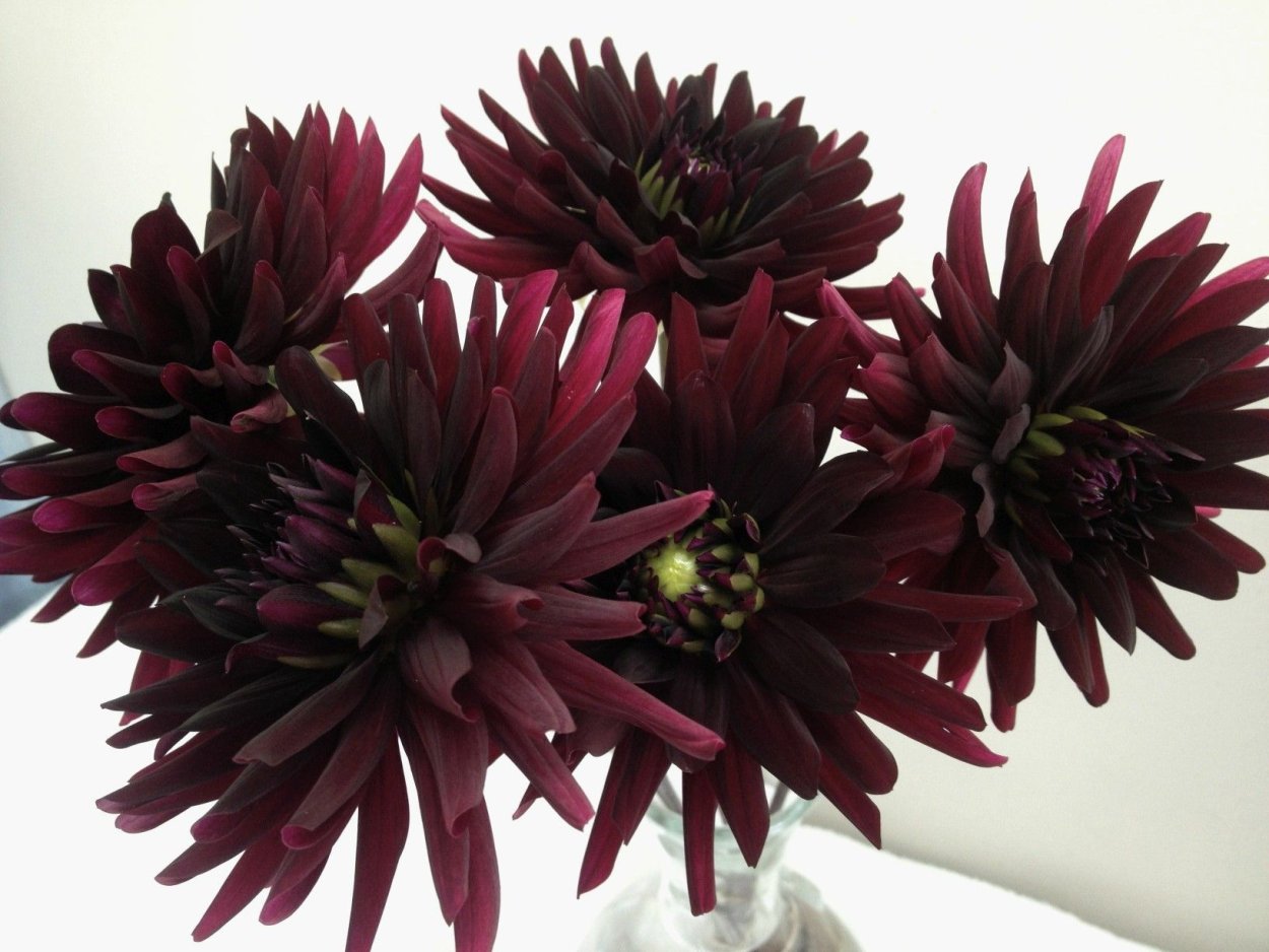 Георгина Тирелл