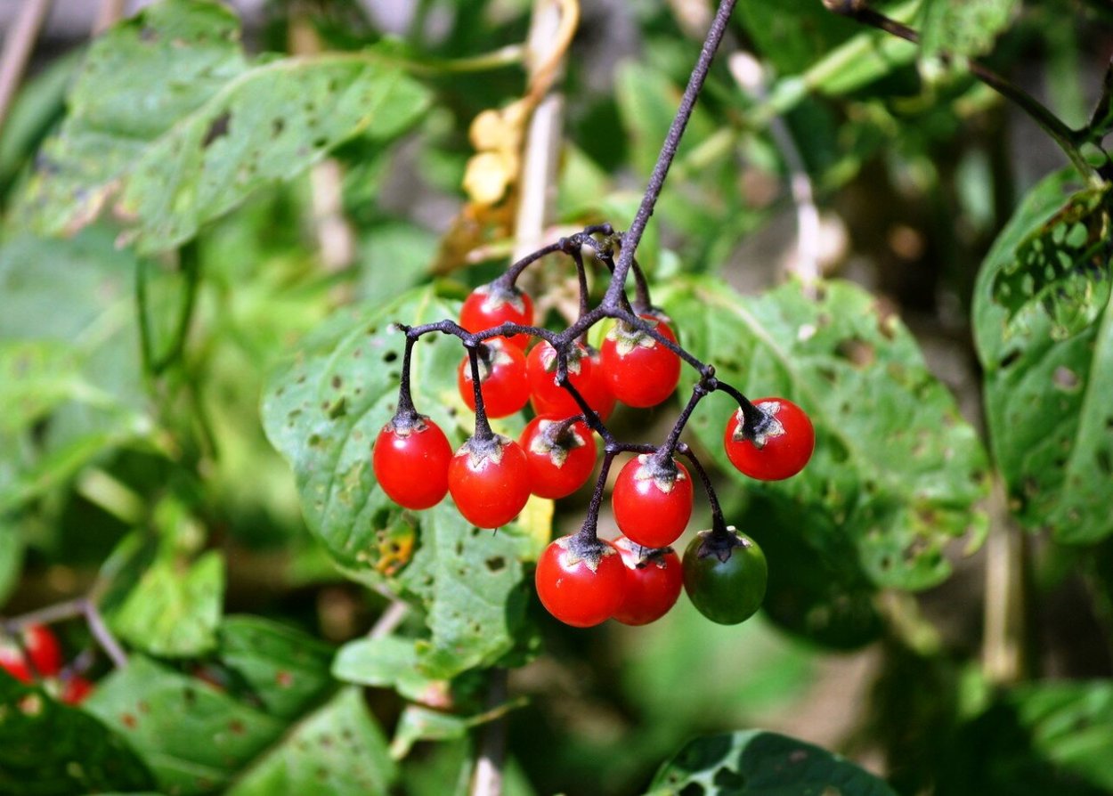 Паслен красный