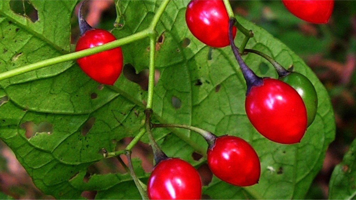 Ягода паслена сладко-Горького