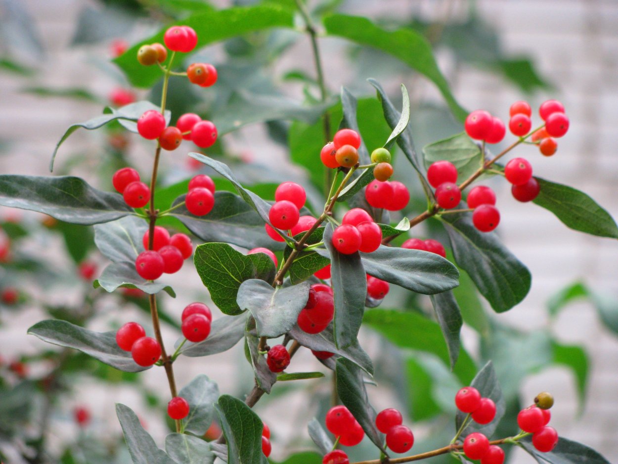 Жимолость Татарская ягоды