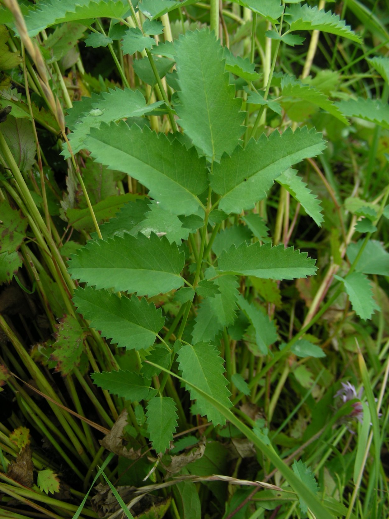 Кровохлебка листья