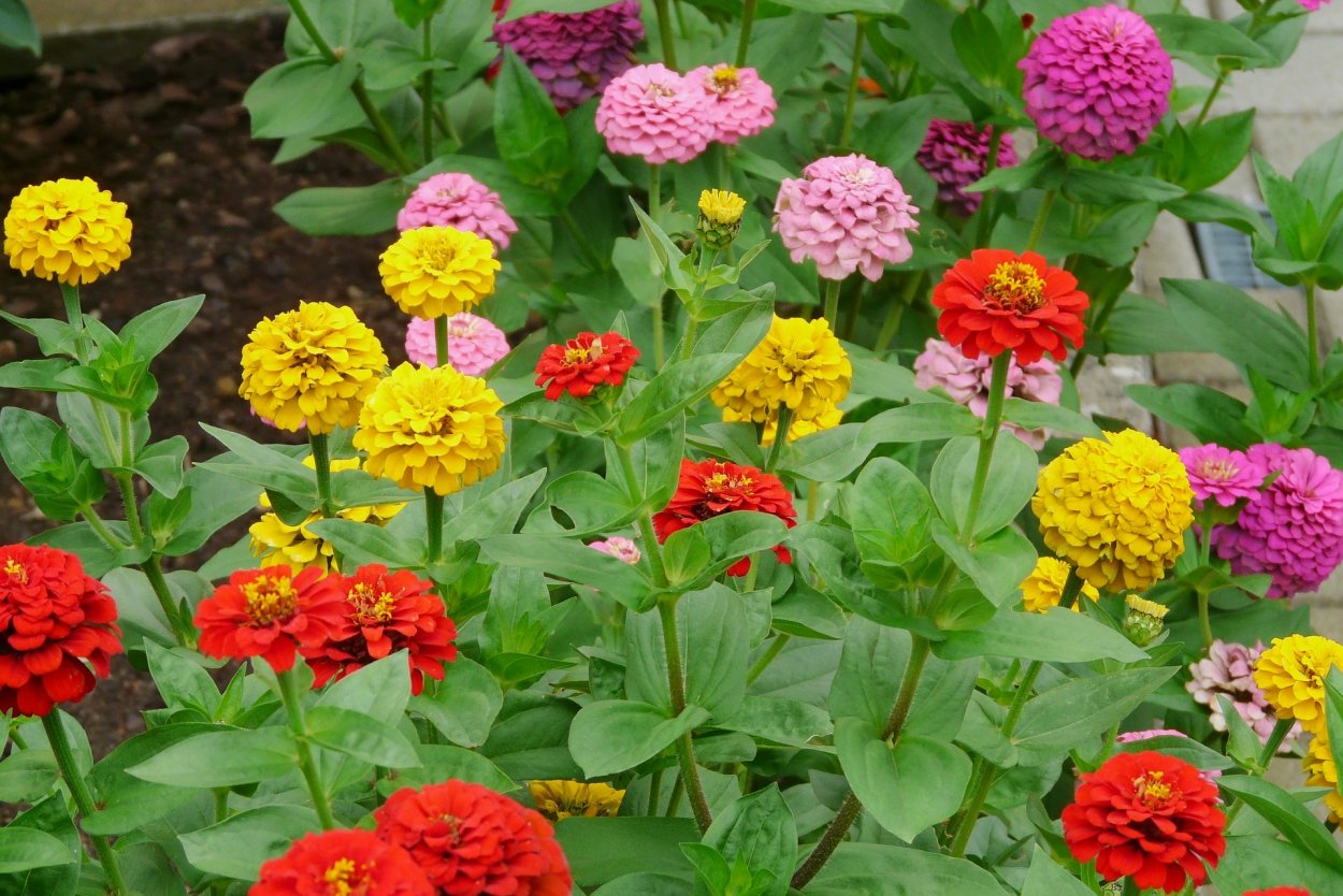 Zinnia Flower