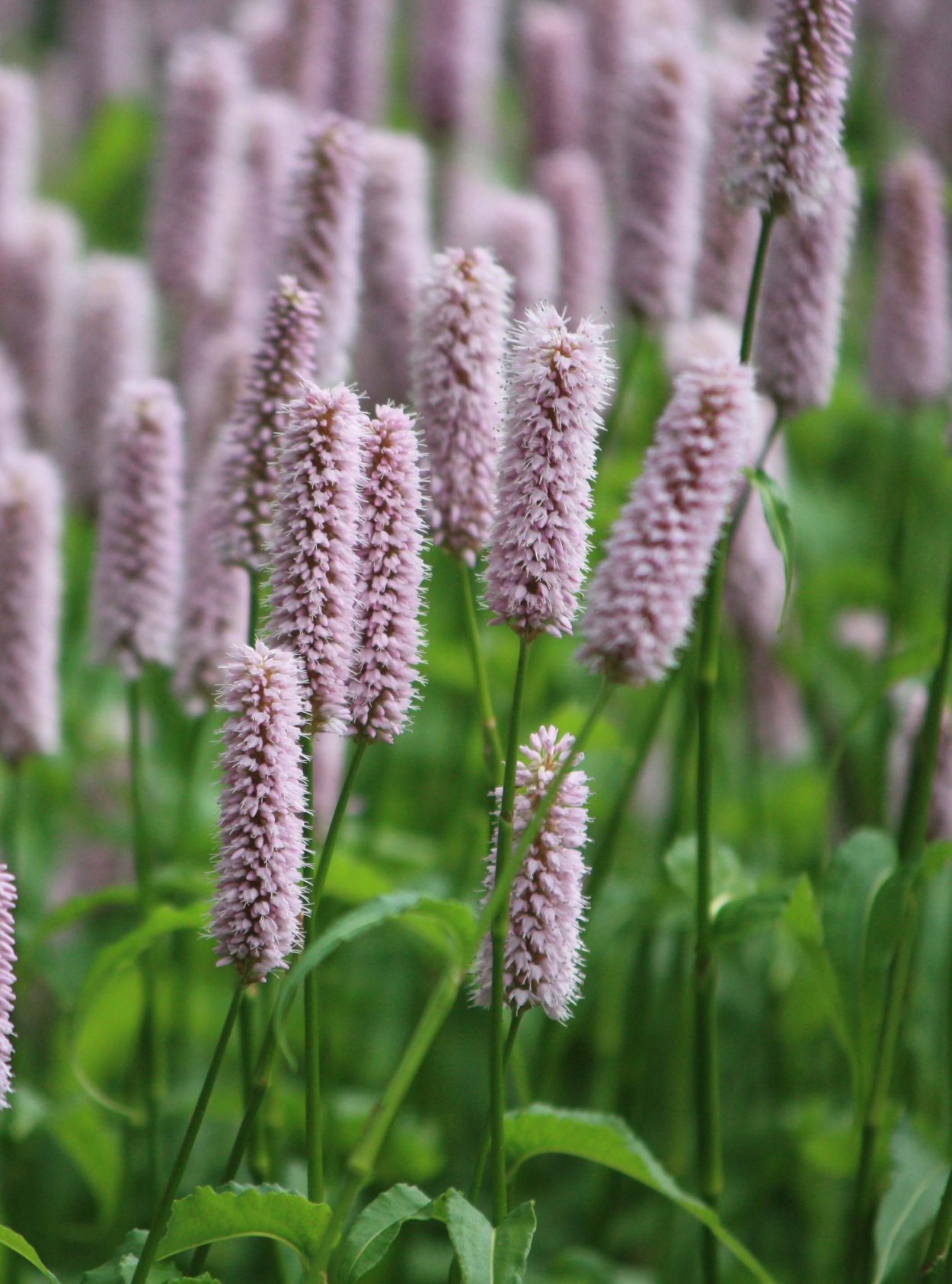 Горец змеиный 'superba'