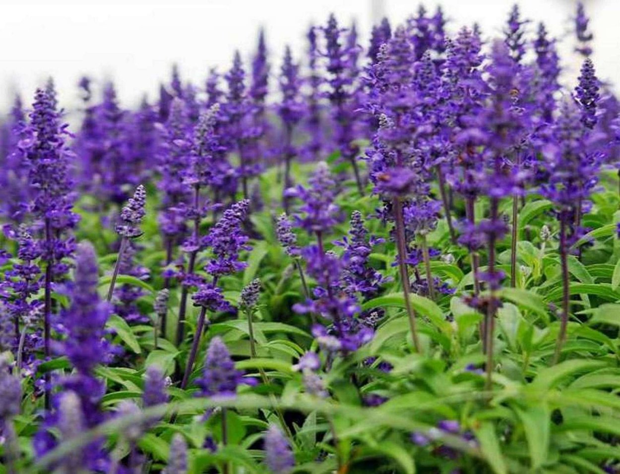 Шалфей лекарственный (Salvia officinalis)