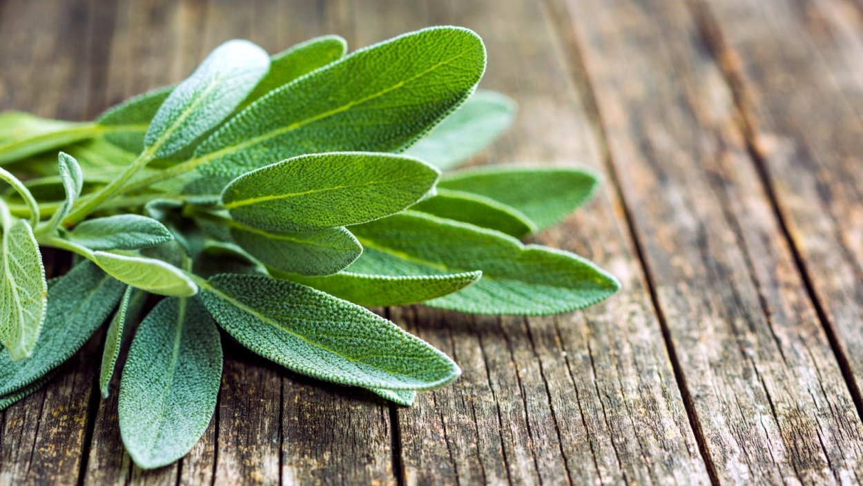 Сальвия пряная трава