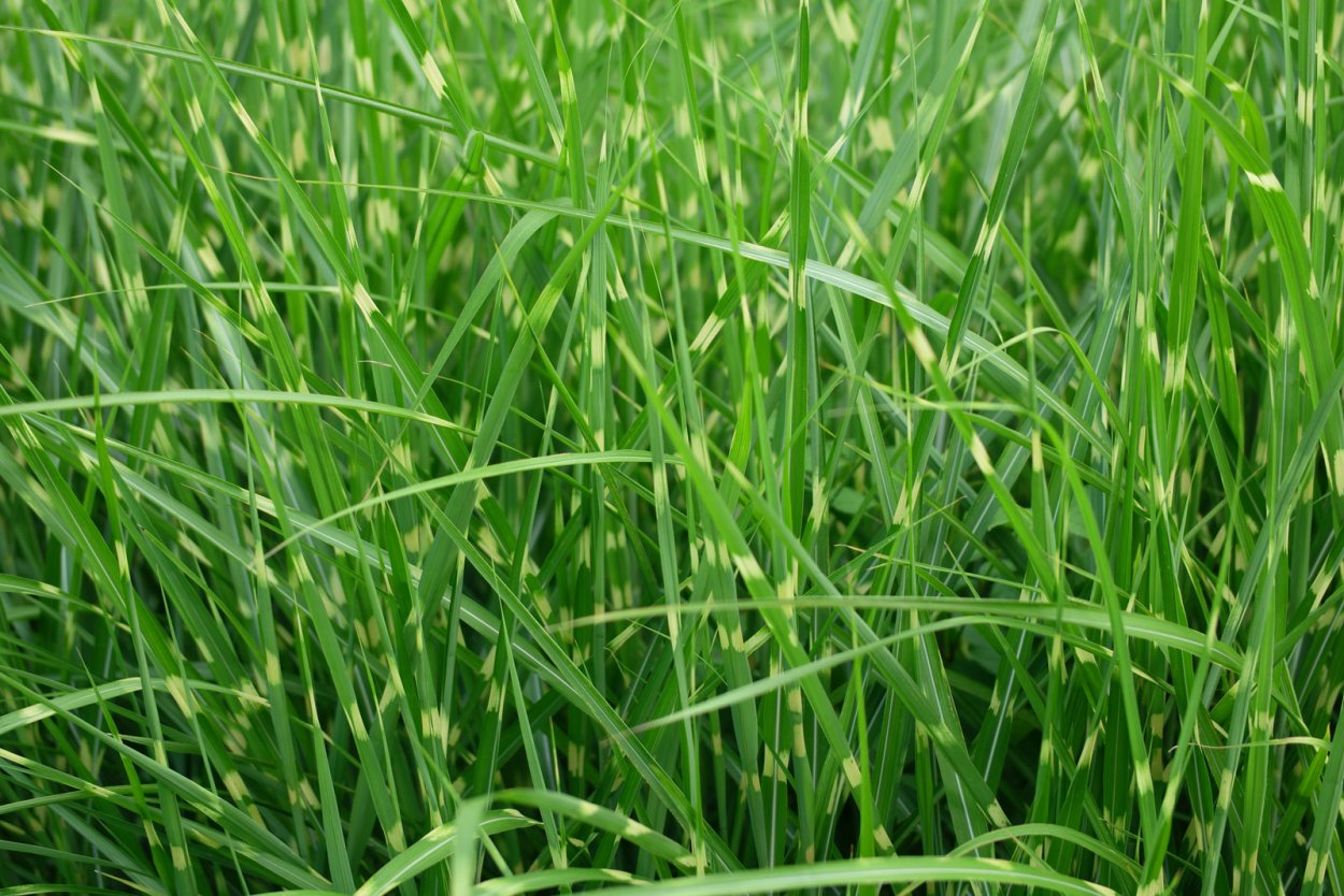 Райграс многоукосный