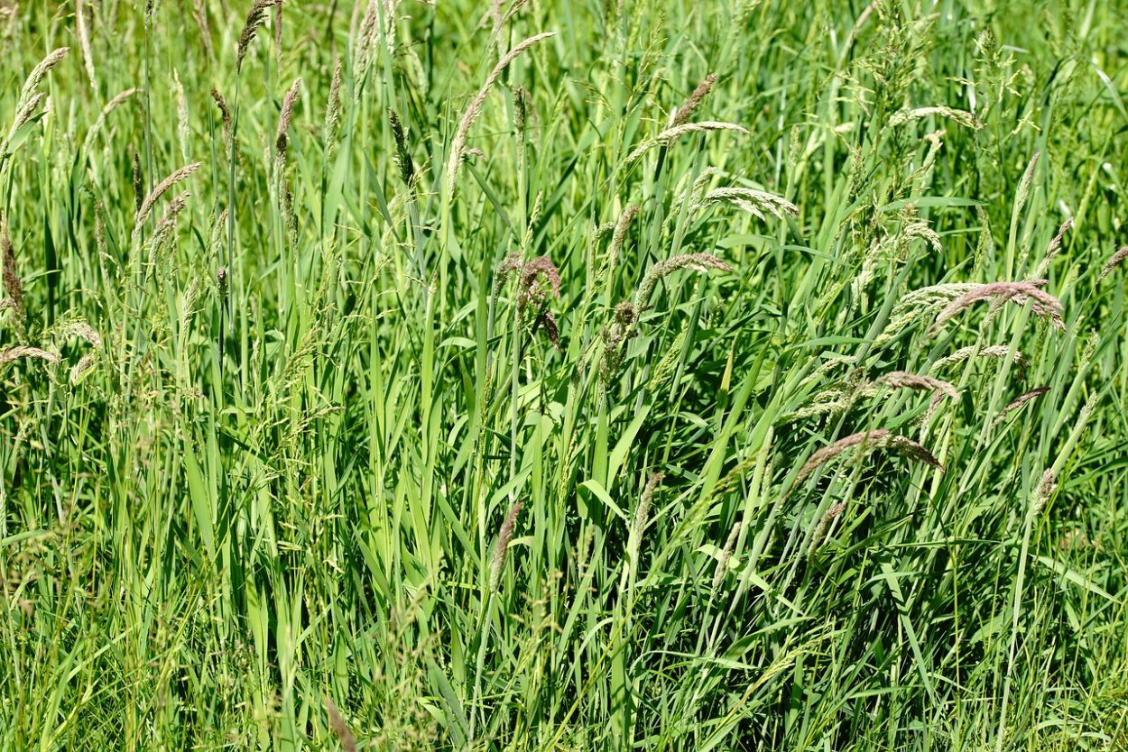 Райграс на сено