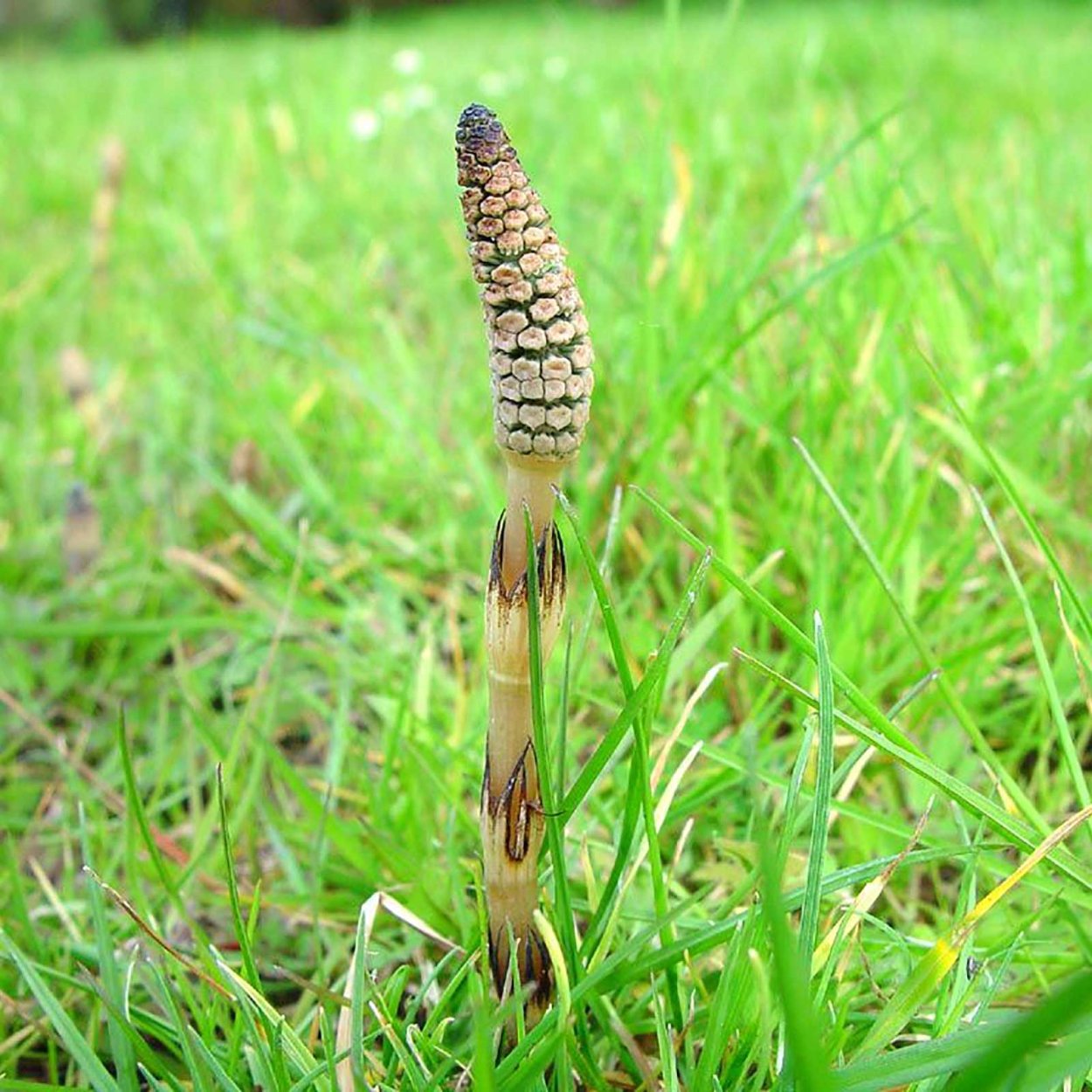 Хвощ полевой Equisetum arvense l.