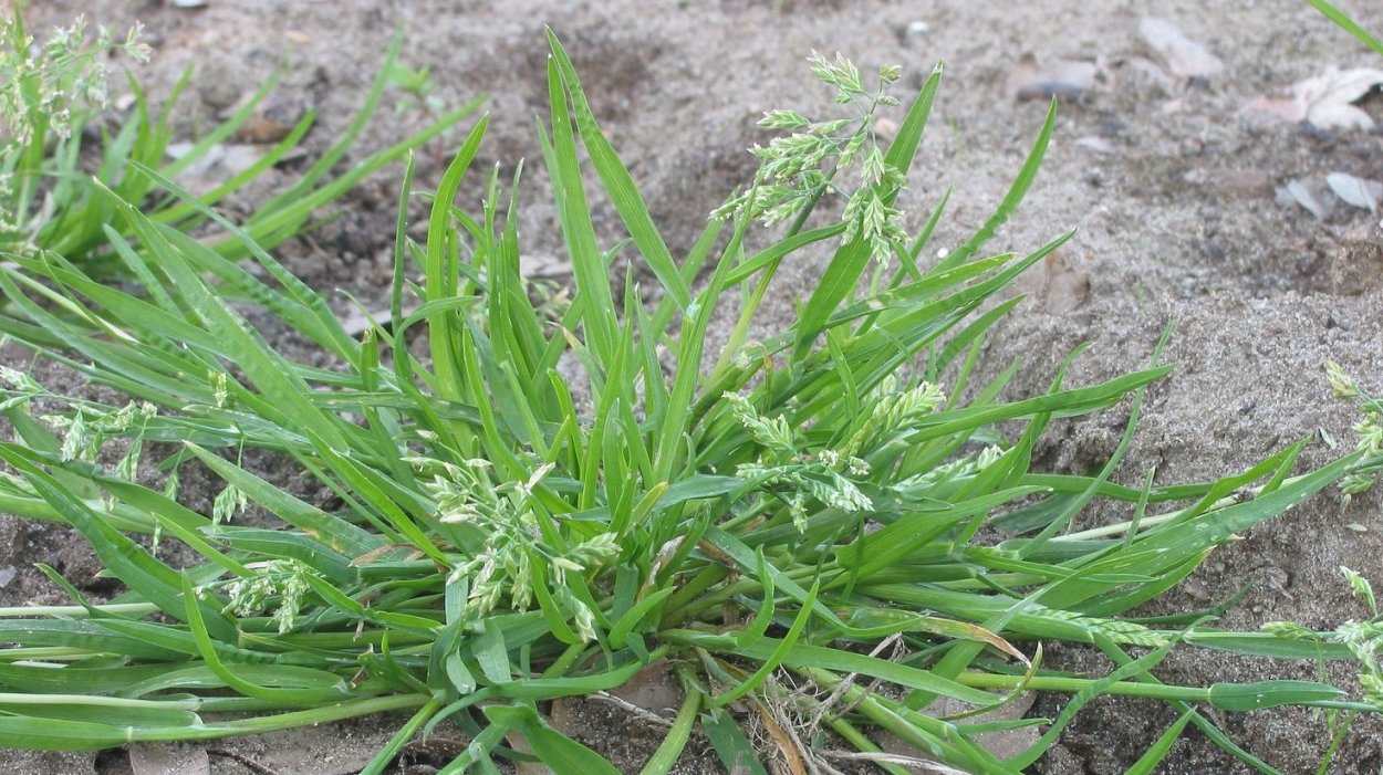 Мятлик однолетний (POA annua l.)