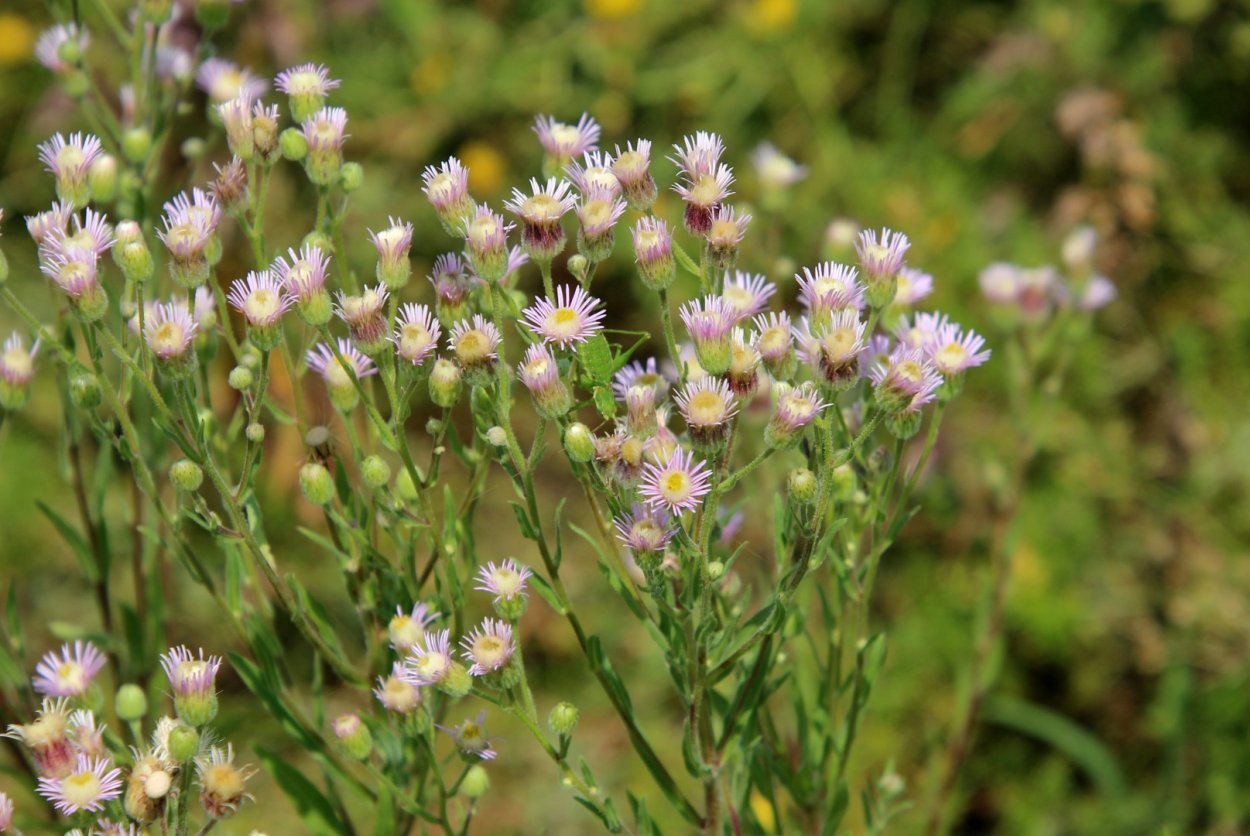 Мелколепестник Луговой медонос