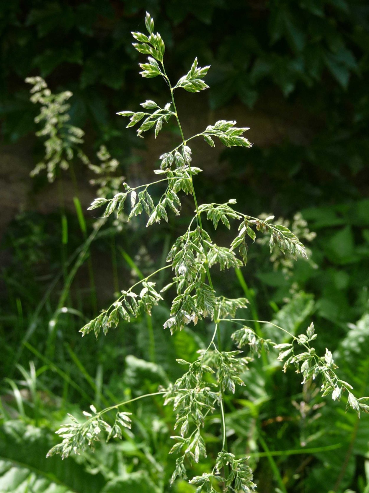 Мятлик Луговой