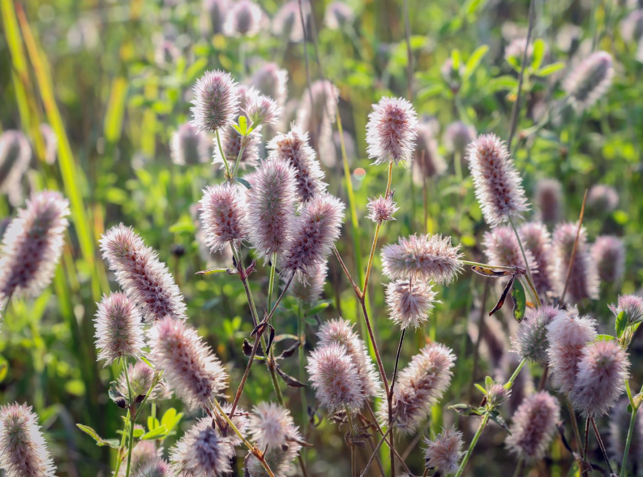 Клевер Пашенный пушистый