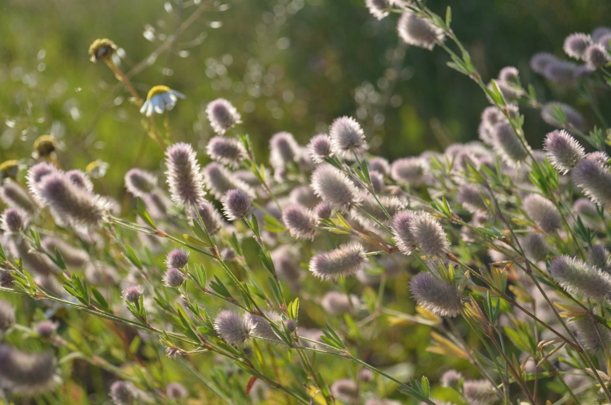 Клевер Пашенный