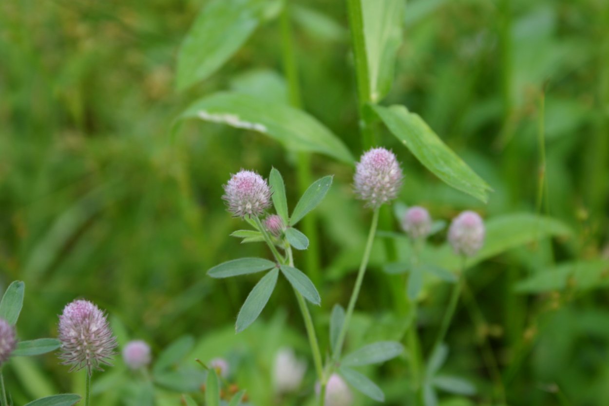 Клевер Пашенный