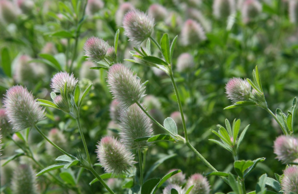 Клевер с мохнатыми соцветиями